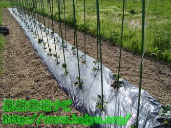 苗を植えた園芸畝写真