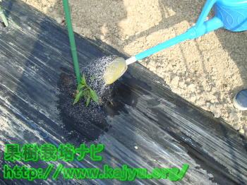 苗を植えた散水写真