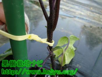 なす苗の縛り方の写真