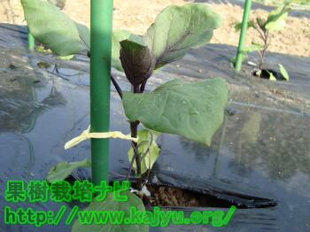 苗を縛った写真