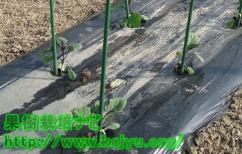 苗を縛った畝写真