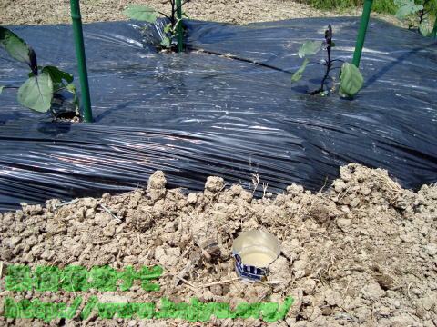 ナメクジ退治ビール1