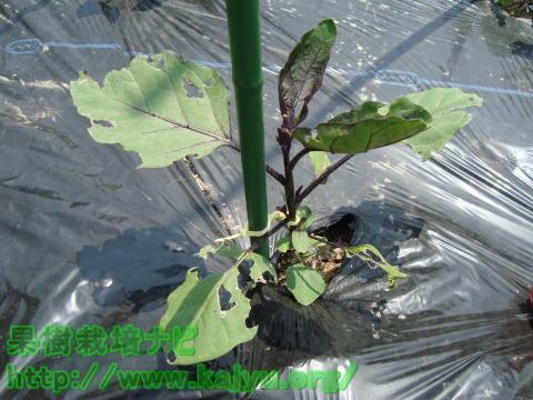 ナメクジの被害写真