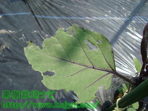 ナメクジ被害画像