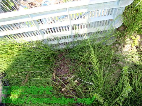 ナメクジの生息場所