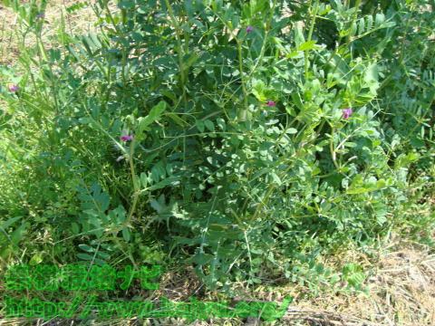 ナメクジの生息場所2