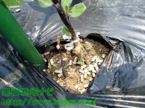 なすのナメクジ退治写真