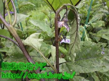 フキノメイガの防除方法