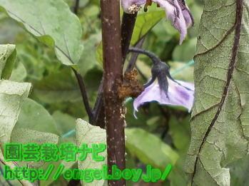 フキノメイガの確認方法