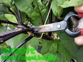 フキノメイガの駆除