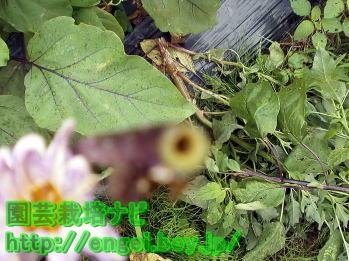 フキノメイガの食害