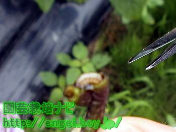 フキノメイガ写真