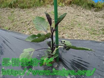 なすの芽かき前の写真