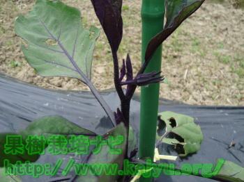 なすの育て方（芽かき）