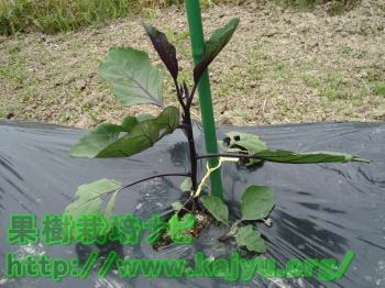 なすの芽かき完了写真