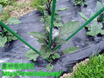 なすの誘引する支柱写真