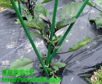 なすの育て方（誘引）