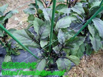 なすの誘引開始写真