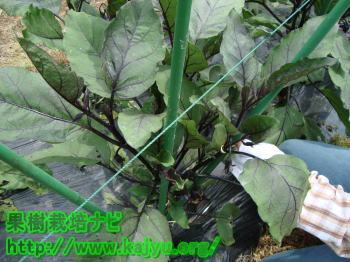 右側の誘引写真