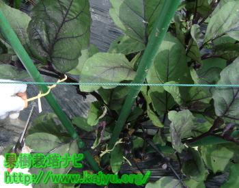 左側の誘引写真