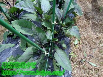 なすの誘引完了写真