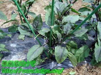 なすの誘引完了画像