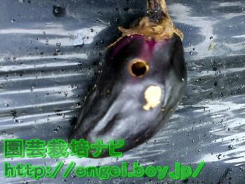 なすの実の穴写真