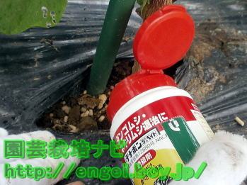 ヨトウムシの防除