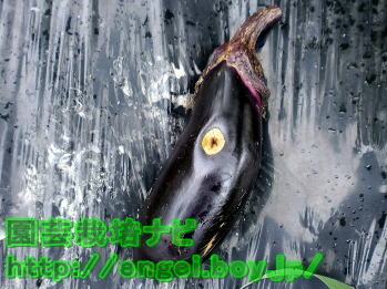 ヨトウムシの食害