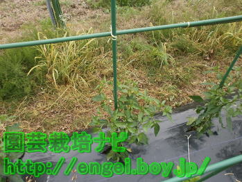 3本仕立ての支柱