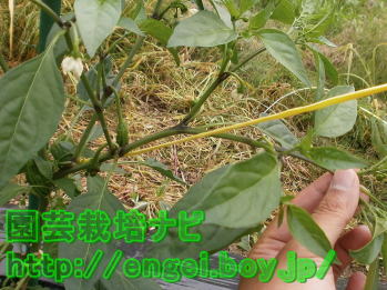 ピーマンの誘引