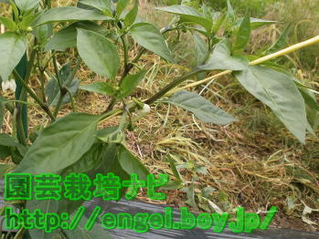 3本仕立ての誘引写真