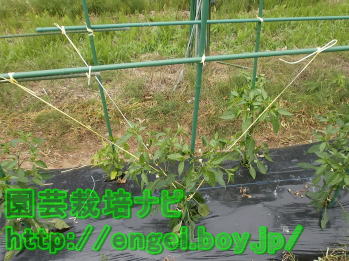 3本仕立ての写真