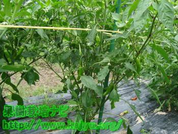 大きくなったししとう写真