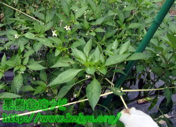 支えの紐張り写真