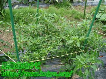 ししとう・ピーマンの育て方