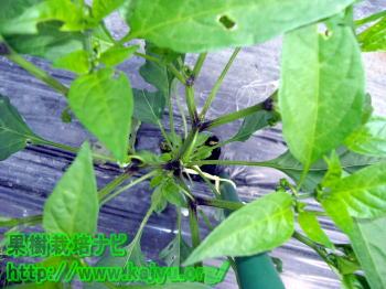 芽かきされたししとうの写真