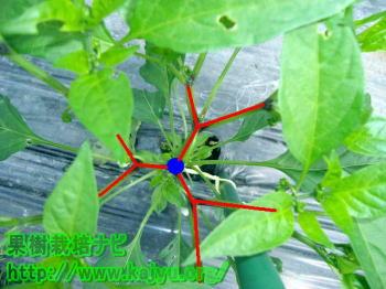 ししとうの写真