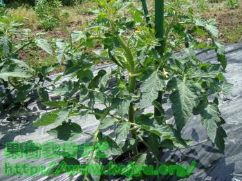 芽かき前のトマト