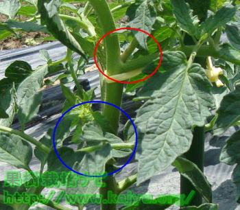 わき芽の拡大写真