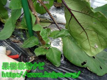 なすの肥料写真