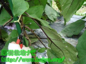 なすの追肥画像