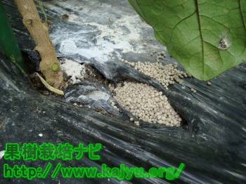 追肥の肥料写真