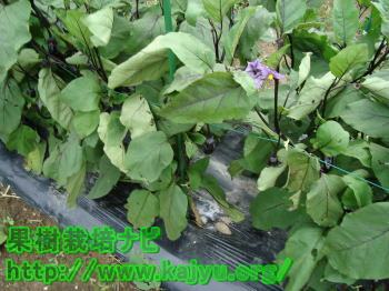 なすの追肥写真