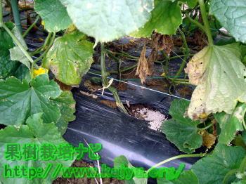 きゅうりの追肥写真