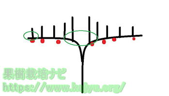 1本の梨の木の中での寄生葉率