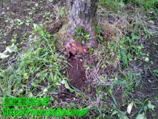 果樹のネズミの巣写真