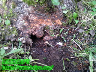 ハタネズミの巣画像