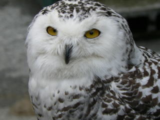 フクロウの写真