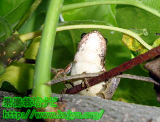 梨の木のカエル写真